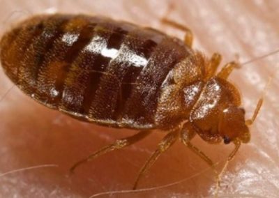 this image shows bed bugs control in Lafayette, CA