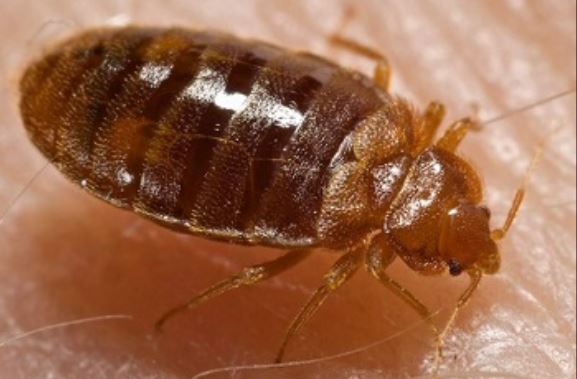 this image shows bed bugs control in Lafayette, CA