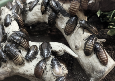 this image shows cockroach control in Lafayette, CA