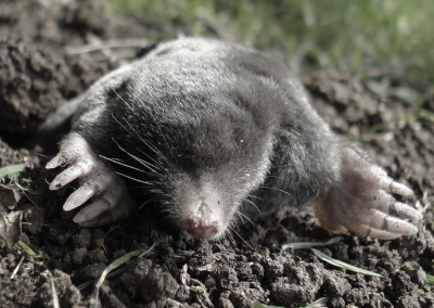 this image shows moles control in Lafayette, CA