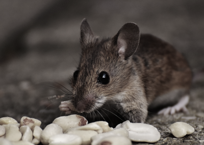 this image shows rat control in Lafayette, CA