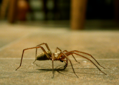 this image shows spider control in Lafayette, CA