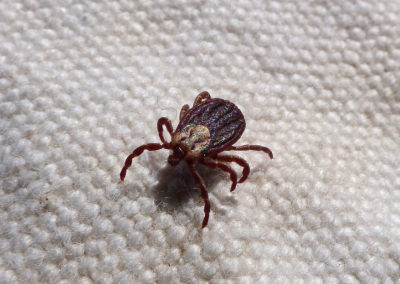 this image shows ticks control in Lafayette, CA