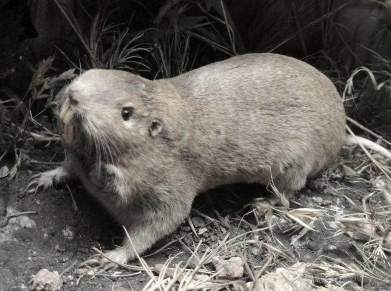 this image shows pest control in Lafayette, CA