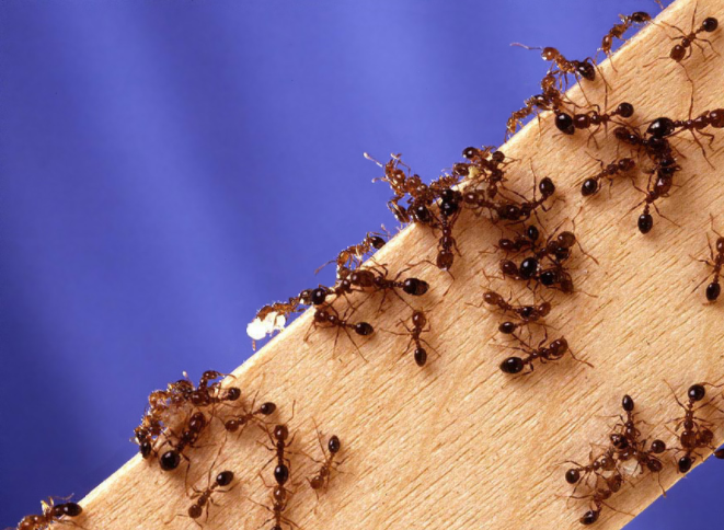 this image shows ants control in Lafayette, CA