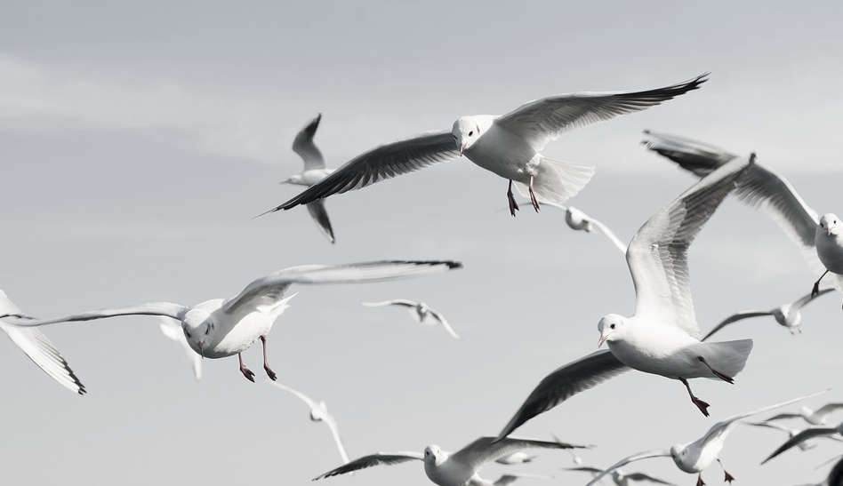 this image shows birds control in Lafayette, CA