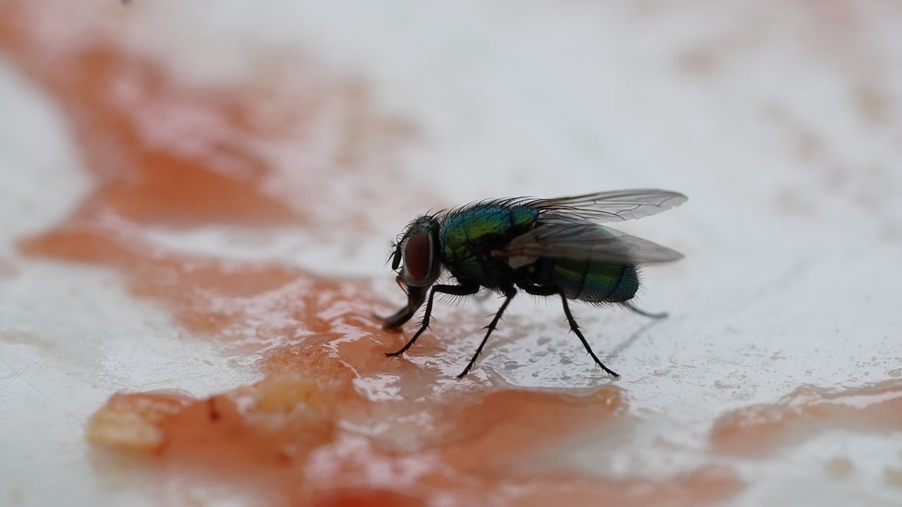 this image shows fly control in Lafayette, CA