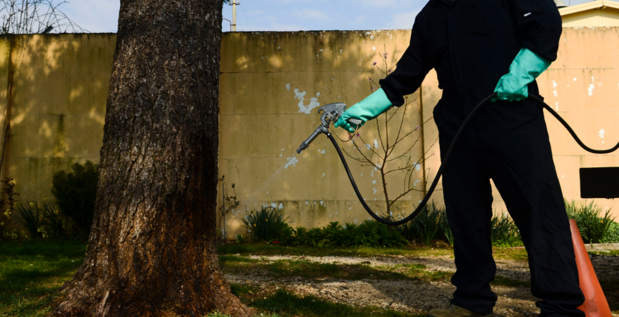 this image shows pest control spraying in Lafayette, CA