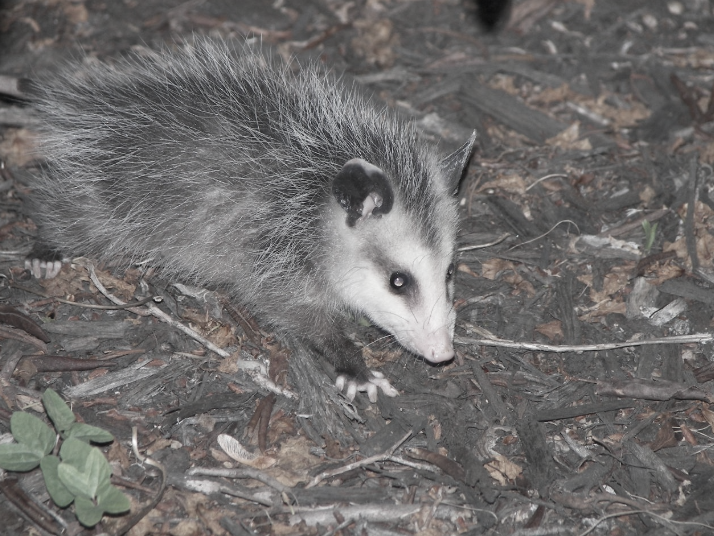 this image shows possum control in Lafayette, CA