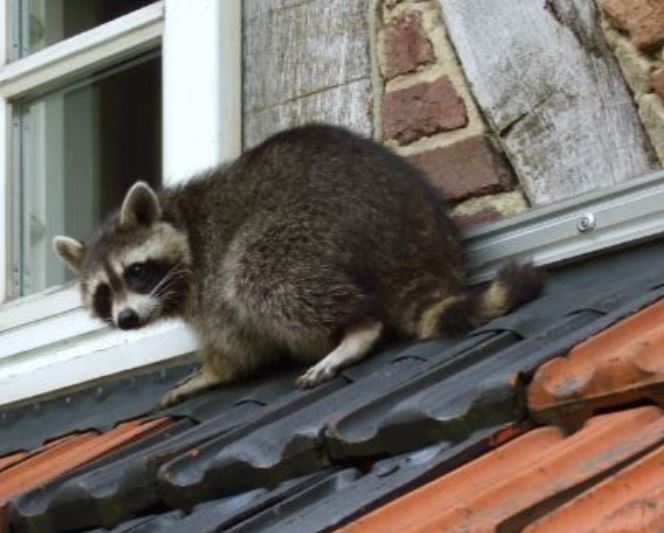 this image shows raccoon control services in Lafayette, CA