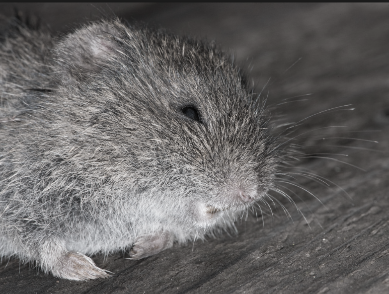 this image shows rodents control in Lafayette, CA