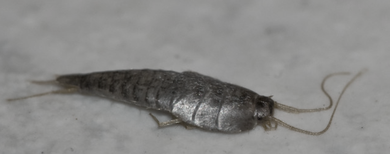 this image shows silverfish control services in Lafayette, CA