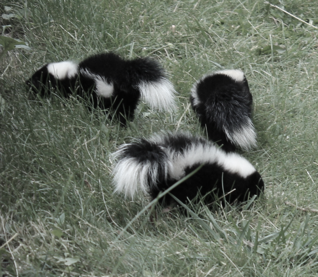 this image shows skunks control in Lafayette, CA