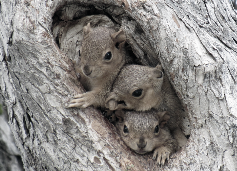 this image shows squirrel control in Lafayette, CA