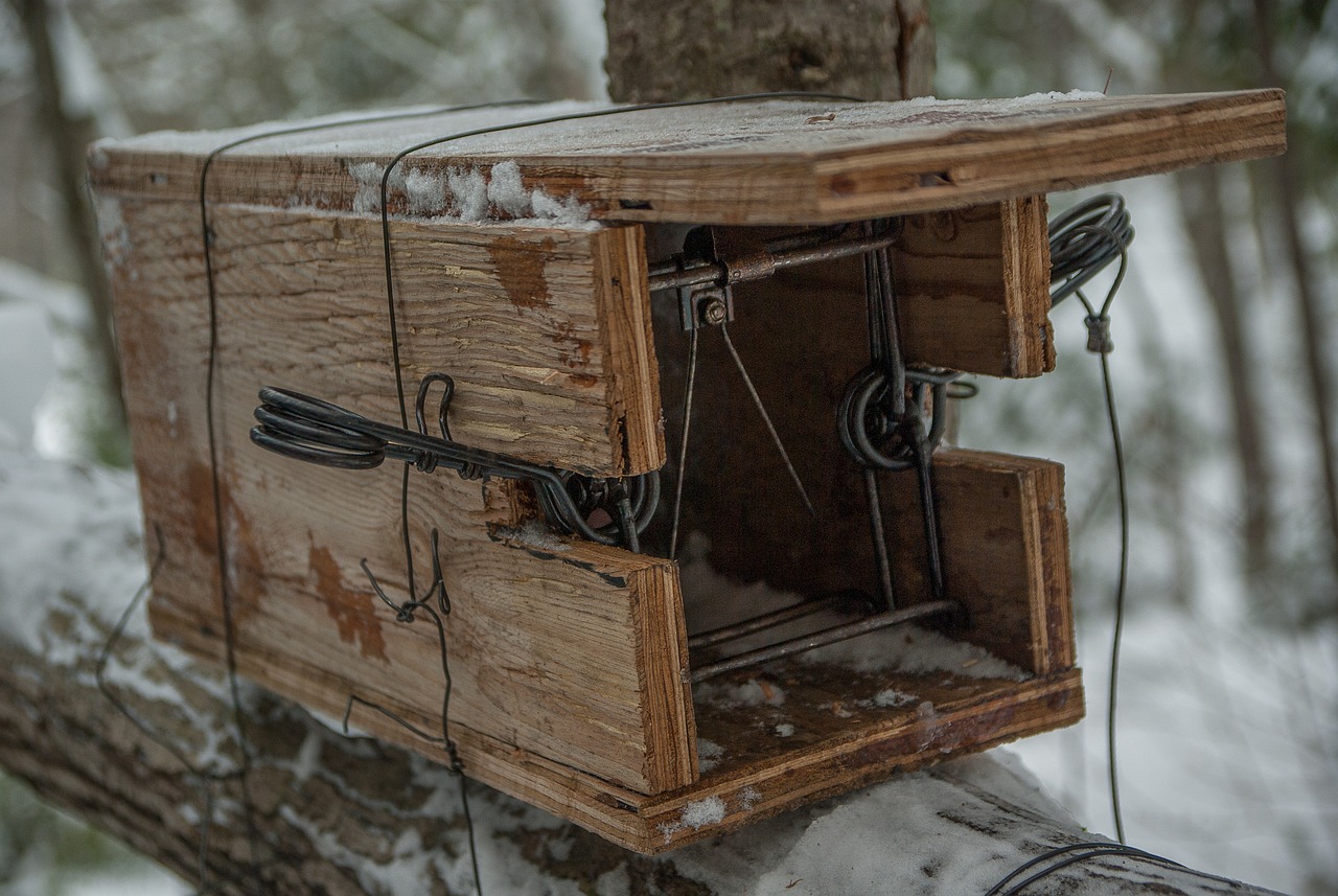 this  image shows wildlife trapping in Lafayette, CA